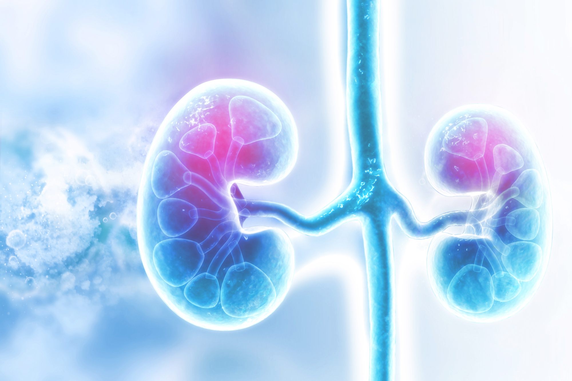 kidney rendering