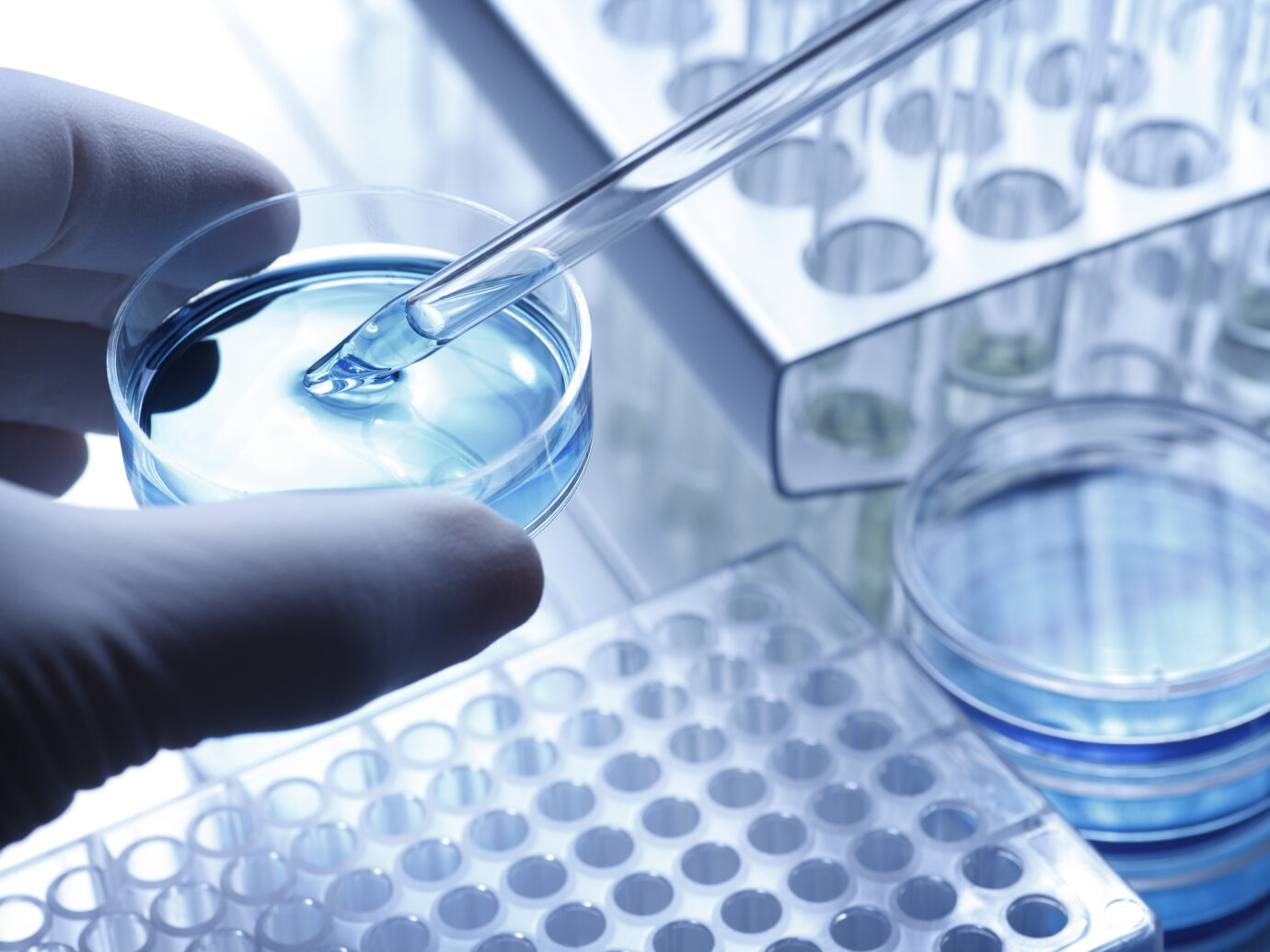 Scientist taking a sample out of a petri dish using a pipette