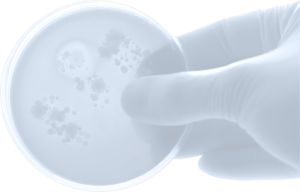 transparent hand holding petri dish