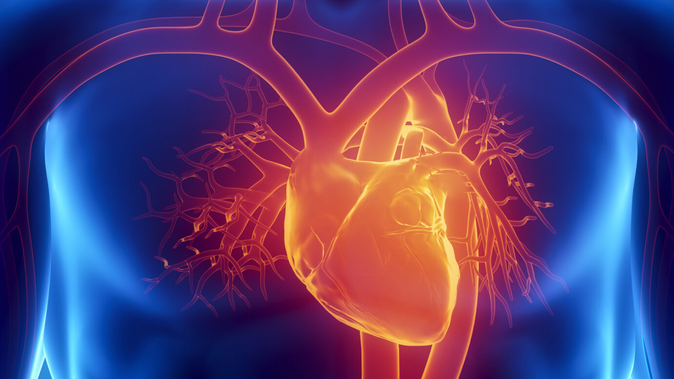 human heart anatomy