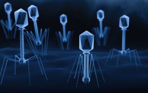 Bacteriophage Therapy