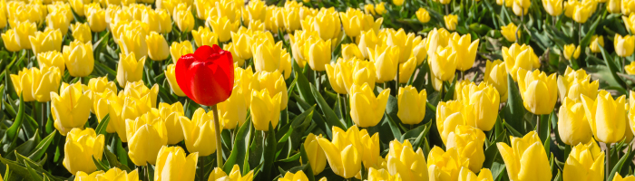 Tulip in a field of daisies