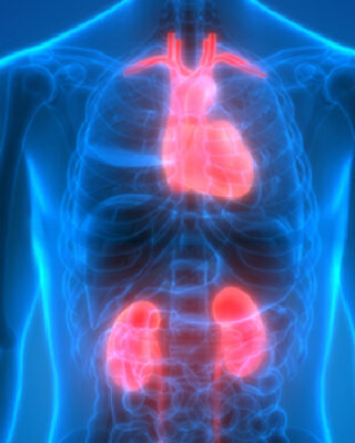 Illustration of human body with heart and kidneys highlighted