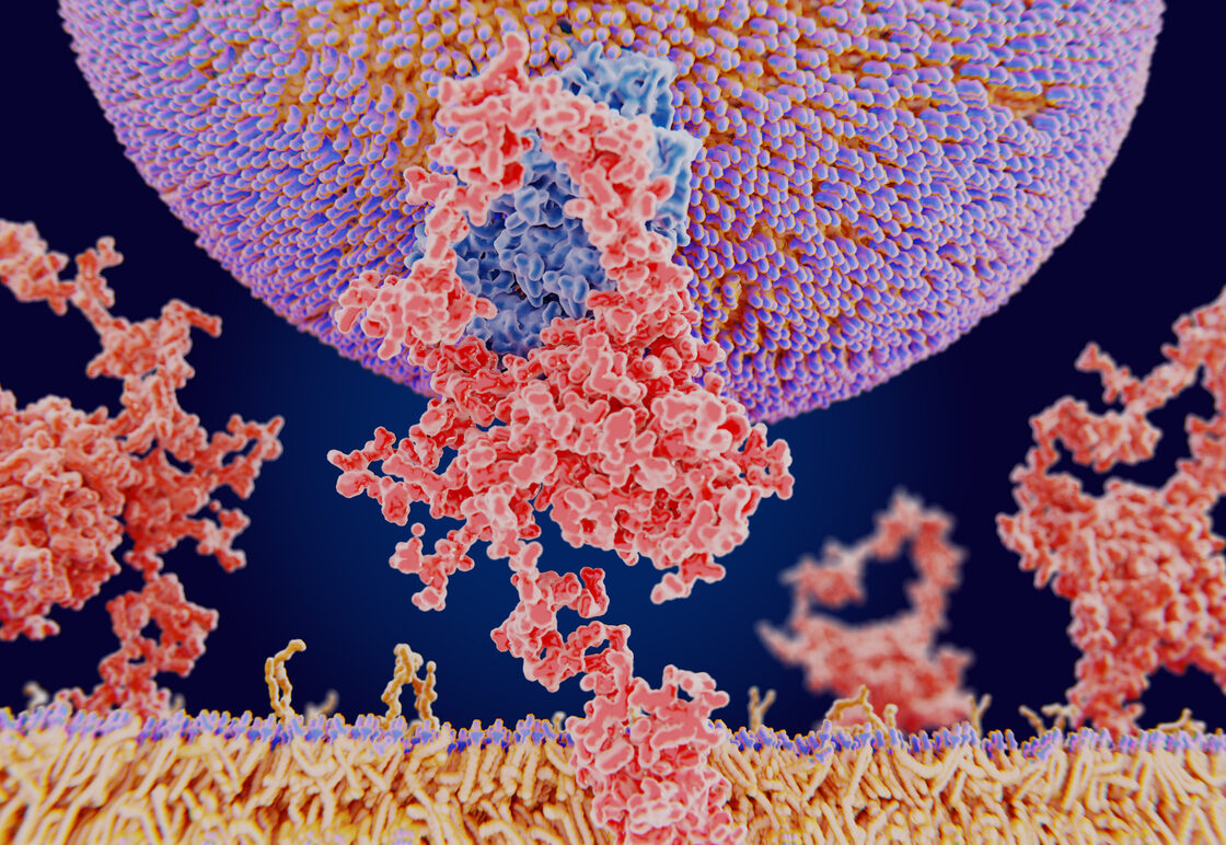 LDL particle binding to the LDL receptor