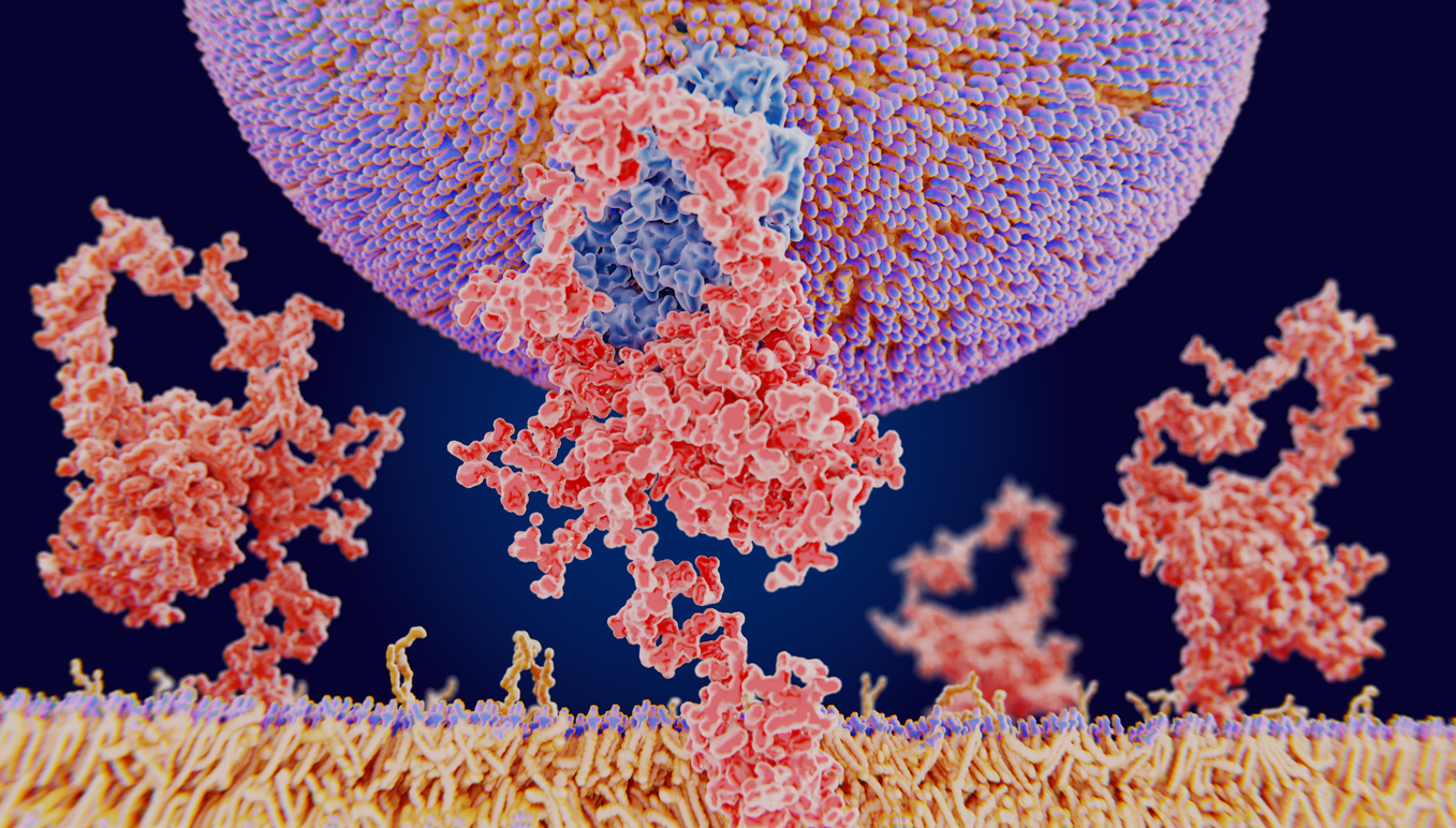 LDL particle binding to the LDL receptor